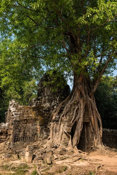 Ta som Tempel in angkor wat Komplex, Kambodscha, Asien — Stockfoto