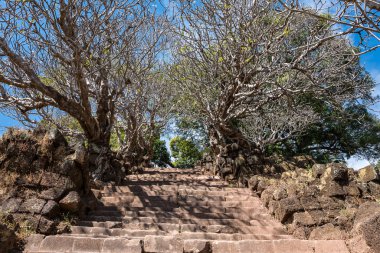 Vat Phou Khmer tapınağı, Laos kalıntıları Plumeria çiçek ağaçları