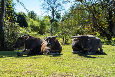 Laos 'ta Don Khone adasında somphamit Şelalesi veya Liphi Şelalesi