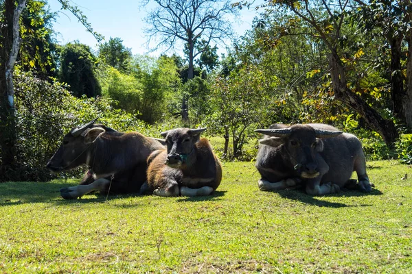 Laos 'ta Don Khone adasında somphamit Şelalesi veya Liphi Şelalesi