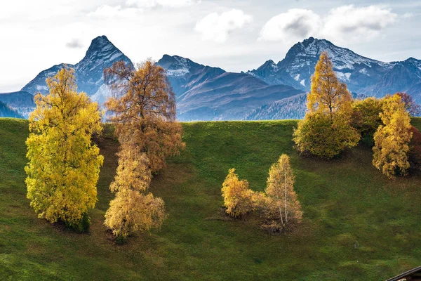 Autumn in Davos Grisons Switzerland, yellow coloured trees — Stock Photo, Image
