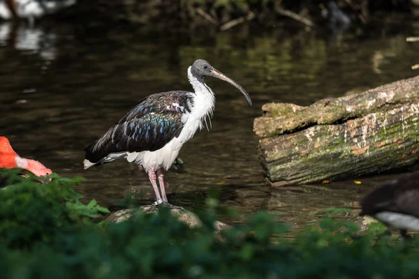 Saman boyunlu aynak Threskiornis spinicollis Hayvanat Bahçesi