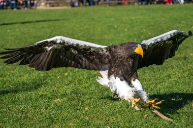 Stellers Deniz kartalı Haliaeetus pelagicus s büyük bir yırtıcı kuş