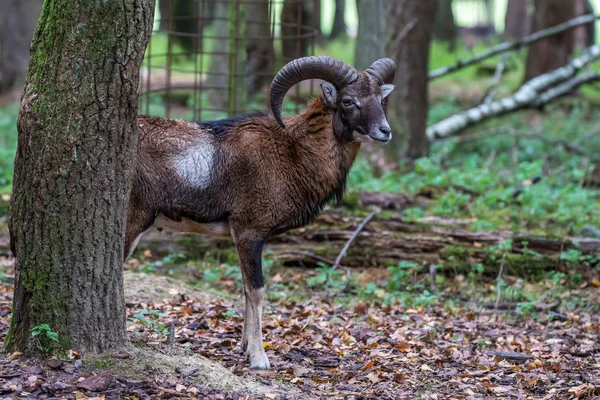 Evropská muflon-Ovis orientalis musimon. Divoké zvíře. — Stock fotografie