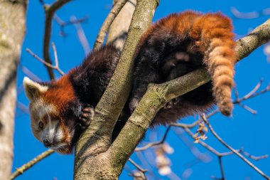 Red panda, Ailurus fulgens, küçük panda olarak da bilinir.