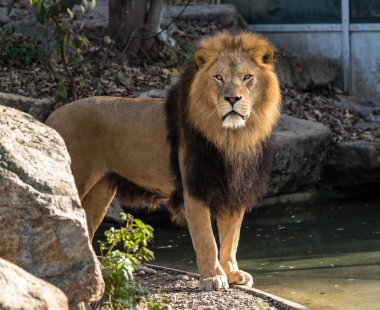 Aslan, Panthera leo cins Panthera dört büyük kedilerde biridir