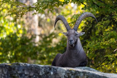 Erkek dağ dağ keçisi ya da bir kayaya oturan capra ibex