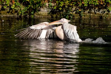 Büyük beyaz pelikan, Pelecanus onocrotalus Hayvanat Bahçesi