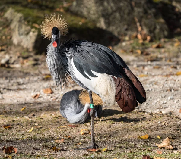 Siyah taç Crane, Balearica pavonina Hayvanat Bahçesi — Stok fotoğraf