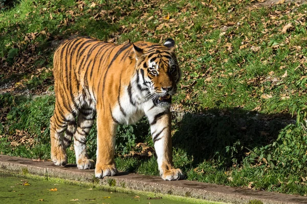 動物園のアムールトラ、シベリアの虎 — ストック写真