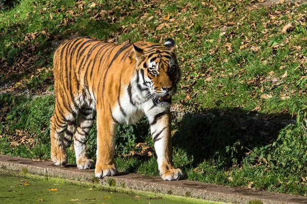 De Siberische tijger, Panthera tigris altaica in de dierentuin — Stockfoto