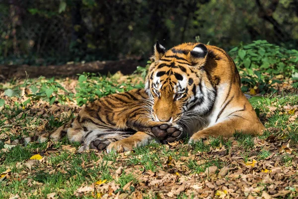 De Siberische tijger, Panthera tigris altaica in de dierentuin — Stockfoto