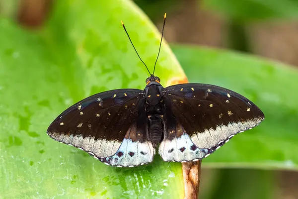 Mariposa tropical sentada sobre una hoja y descansando —  Fotos de Stock