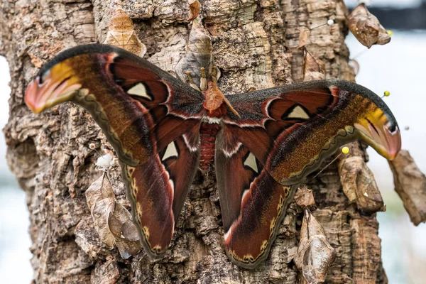 Attacus Las polillas del Atlas son uno de los lepidópteros más grandes del mundo —  Fotos de Stock