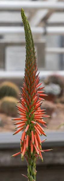 Close-up de um talo de flor de uma planta de Aloe sheilae — Fotografia de Stock