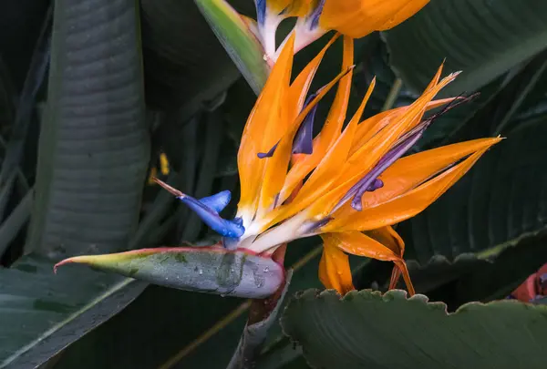 Strelitzia reginae, 오렌지와 블루 꽃 극락조 — 스톡 사진
