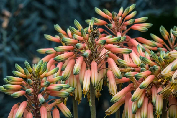 Zbliżenie kwiatów łodygi rośliny Aloe sheilae — Zdjęcie stockowe