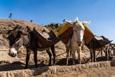 Etiyopya, Axum, Saba Kraliçesi hamamları kalıntıları içinde eşekler