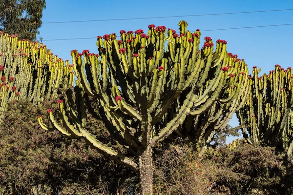 Candélabres Euphorbia candelabrum près de Wukro Cherkos en Ethiopie — Photo
