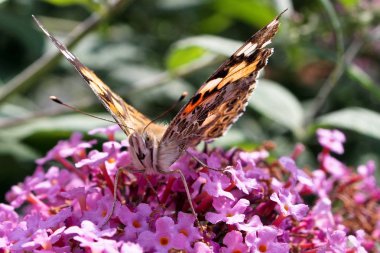 Boyalı Bayan Kelebek, Vanessa cardui, Mor Leylak çiçekler yetişkin