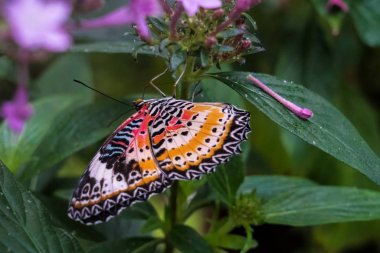 Cethosia Cyane, leopar lacewing, heliconiine kelebek türüdür