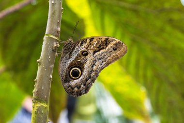 Baykuş kelebek, caligo eurilochus. güzel kahverengi kelebek