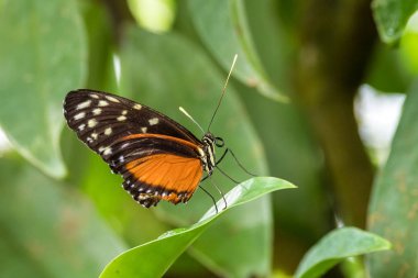 Kaplan uzun kanat-Heliconius Hecale, güzel turuncu kelebek