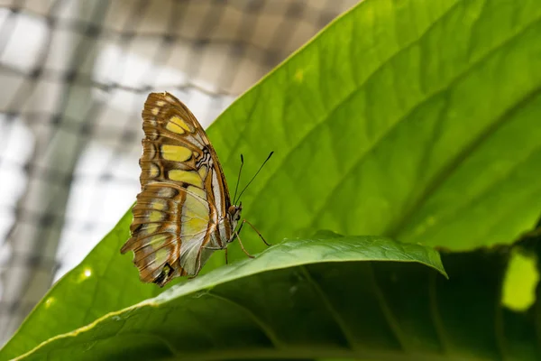 Mariposa de malaquita, Siproeta stelenes es una mariposa neotropical con patas de pincel — Foto de Stock