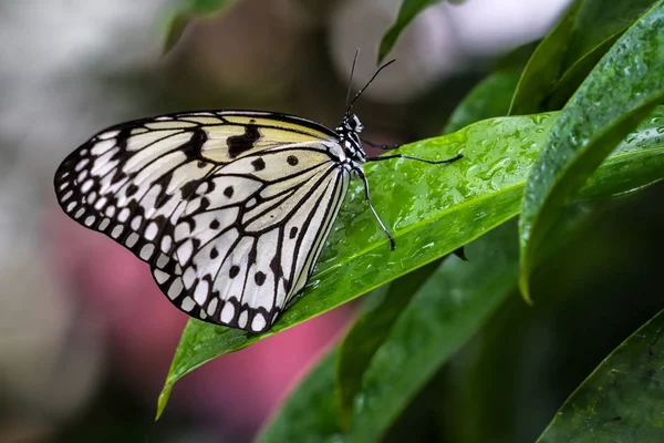 Árbol Ninfa mariposa o papel de arroz mariposa, Idea leuconoe en las flores — Foto de Stock