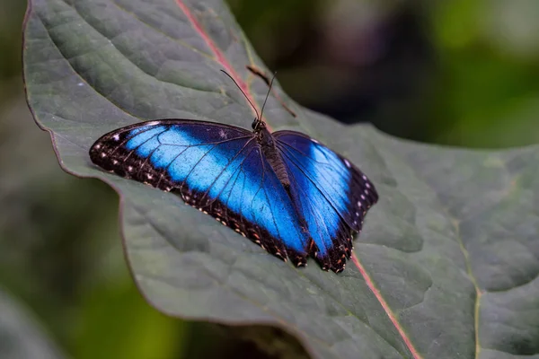 Mariposa morfo azul o emperador, morfo peleides descansando sobre una flor — Foto de Stock