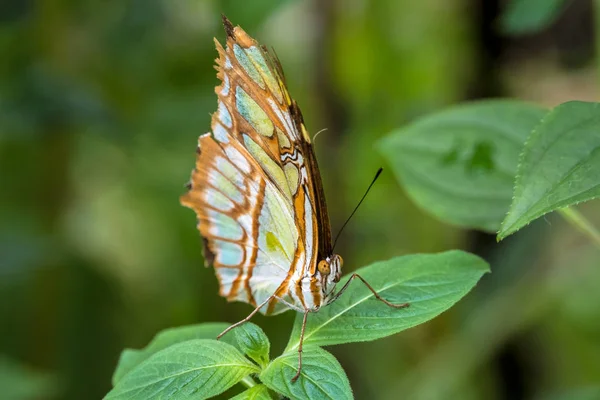 Малахитовая бабочка, Siproeta stelenes неотропическая кистоногая бабочка — стоковое фото