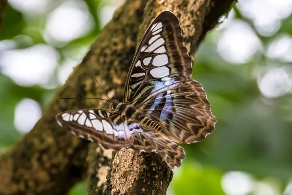 Parthenos sylvia, коричневый клипер, - вид нехалидской бабочки — стоковое фото
