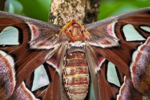 Attacus Las polillas del Atlas son uno de los lepidópteros más grandes del mundo — Foto de Stock