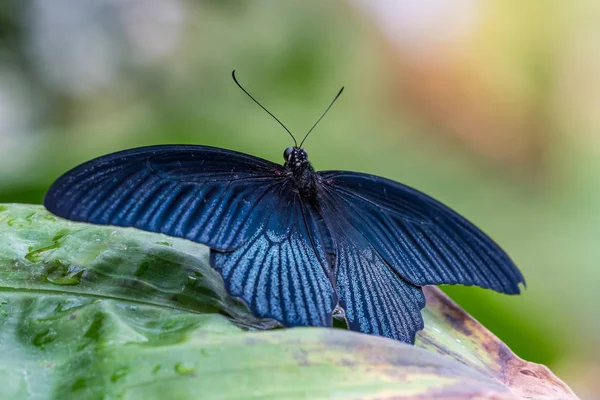 Papillon tropical assis sur une feuille et se reposant — Photo