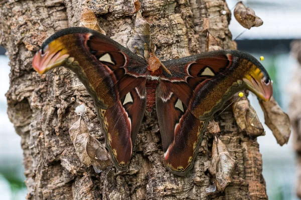 Attacus Las polillas del Atlas son uno de los lepidópteros más grandes del mundo —  Fotos de Stock