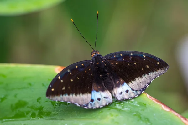 Тропическая бабочка сидит на листе и отдыхает — стоковое фото