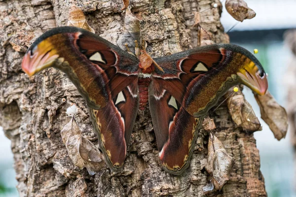 Attacus Las polillas del Atlas son uno de los lepidópteros más grandes del mundo —  Fotos de Stock