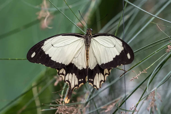 Borboleta de rabo de andorinha branca africana, Papilio dardanus sentado em uma folha — Fotografia de Stock