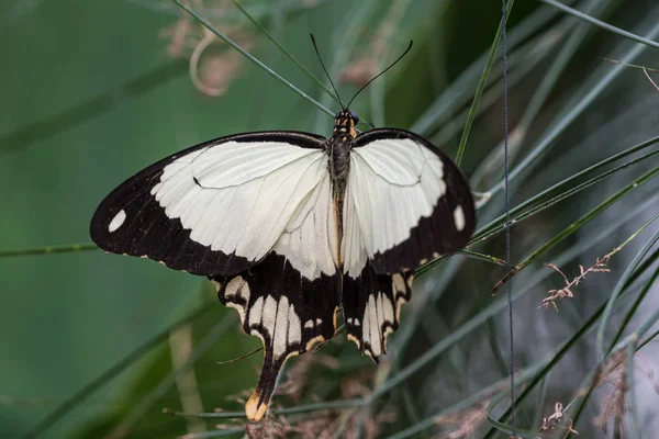 Africana mariposa cola de golondrina blanca, Papilio dardanus sentado en una hoja —  Fotos de Stock