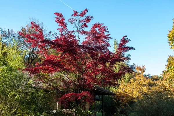 Herbstblick im Englischen Garten, München, Deutschland. — Stockfoto