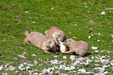Alp marmot, marmota marmota, hayvanat bahçesinde