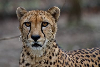 Çita, Acinonyx jubatus, güzel memeli hayvan Hayvanat Bahçesi