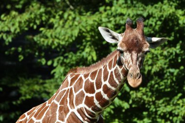 Zürafa, zürafa zürafa Afrika bir memeli olduğu
