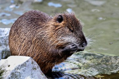 Nehir faresi veya eğitimin olarak da bilinen coypu, Myocastor adatavşanları,