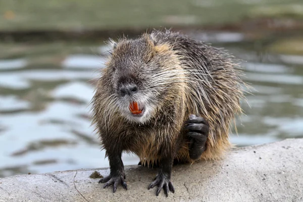 Coypu, myocastor coypus, auch Flussratte oder Nutria genannt — Stockfoto