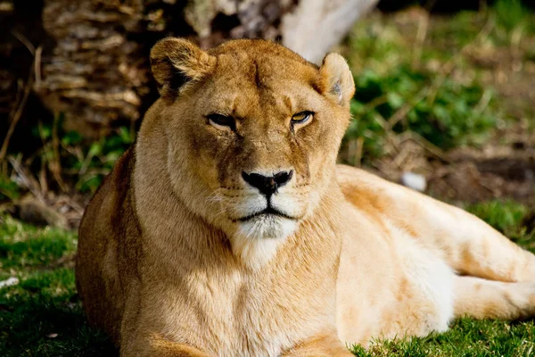 O leão, Panthera leo é um dos quatro grandes gatos do gênero Panthera — Fotografia de Stock