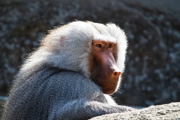Le babouin des hamadryas, Papio hamadryas est une espèce de babouin — Photo