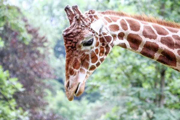 La giraffa, Giraffa camelopardalis è un mammifero africano — Foto Stock