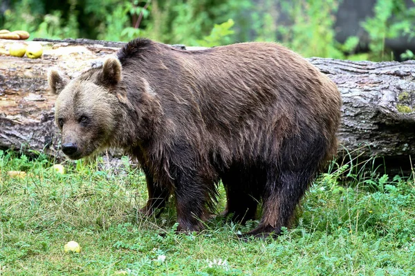 Europejski niedźwiedź brunatny, ursus arctos w parku — Zdjęcie stockowe