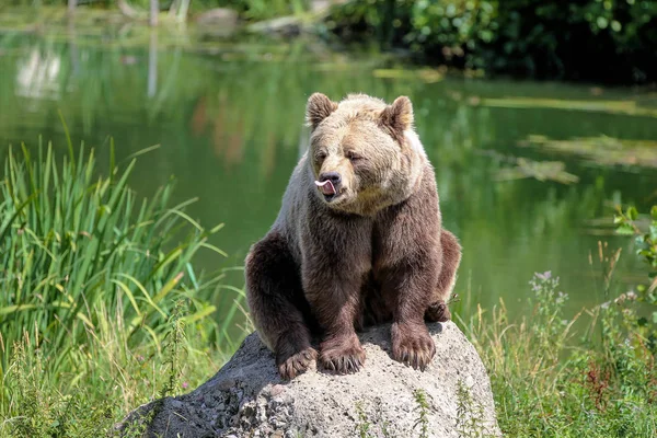 Европейский бурый медведь, ursus arctos в парке — стоковое фото